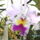 Orchideak_002_1076906_9545_t