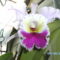 Orchideák 003