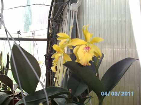 Orchideák 004