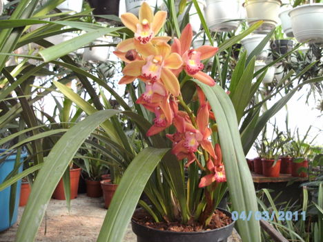 Orchideák 012