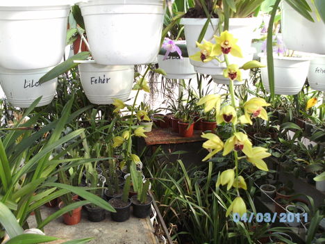 Orchideák 013