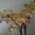 Phalaenopsis_hybrid_1_1760422_9253_t