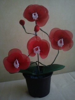piros orchidea