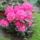 Rododendro_1076405_9575_t