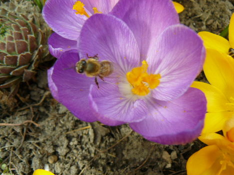 Szerelem közvetítő méhecske