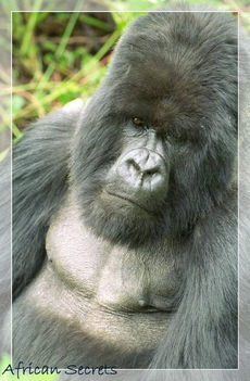 Ugandai gorilla