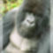 Ugandai gorilla
