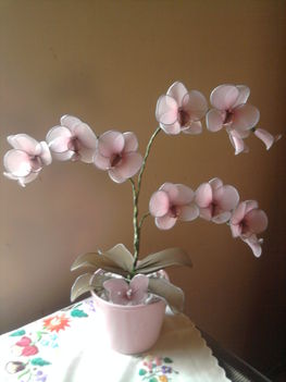 Cserepes orchidea 1