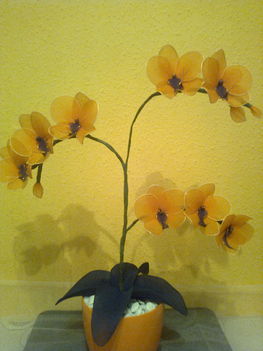Cserepes orchidea 2