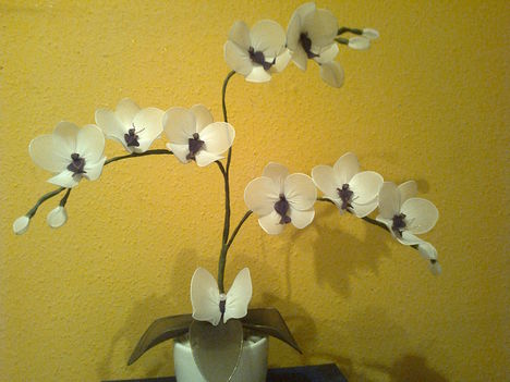 Cserepes orchidea 3