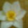Narcisz_1771785_6235_t