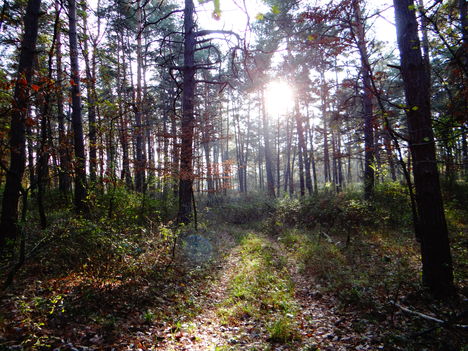 Novemberi fények az erdőn