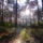 Novemberi_fenyek_az_erdon_1771234_6855_t