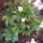 Othon_viragai_072_1771037_2208_t
