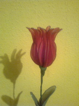 Piros tulipán