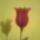 Piros_tulipan_1771792_6596_t