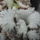 Gombak_13_1772533_8687_t