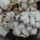 Gombak_9_1772529_5476_t