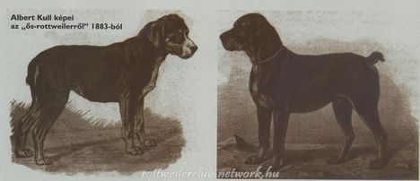 Ős-rottweiler 1883