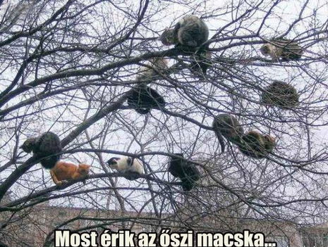 Őszi