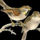 Oszi_png_47_1772413_6963_t
