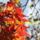 Jokivansag_1773077_8941_t