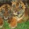 baby_tigers