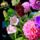 Bouquets_colored_flowers_1774822_6570_t