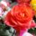 Dsc01199_1774139_1426_t