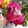 Dsc01200_1774141_7855_t