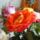Dsc01214_1774160_6461_t