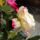 Dsc01225_1774144_2538_t
