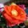 Dsc01227_1774150_4936_t