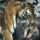 Fauve004_1774888_6261_t