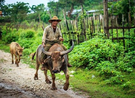 A gazda és a bivaly egy közeli faluban Hsipaw Norther Shan állam Mianmarban