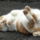 Alvaspoz_1775053_1533_t