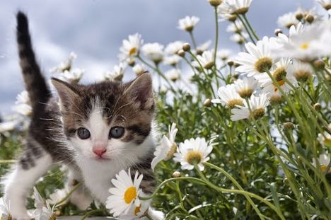 Fiatal cica játszik a virágokal