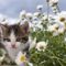 Fiatal cica játszik a virágokal