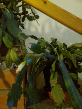 husvéti kaktusz bimbósan