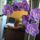 Orchidea-015_1775508_6914_t