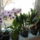 20131128_dentrobiumom_1776164_4094_t