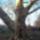 A_200_eves_koszegi_platanfa_1776908_5545_t