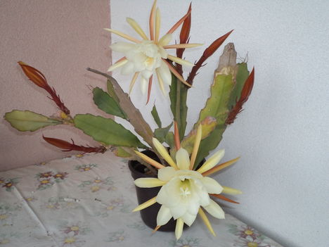 köszöntöm az Andrásainkat ezzel a kaktusz virággal 