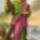 Szent_andras_1776253_3804_t