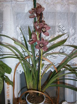 Tegnap kaptam. ( Cymbidium)