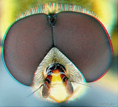 hoverfly by Heribert Cypionka