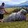 Magyar_komondor_1777069_4318_t