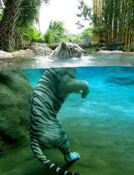Fürdőző albínó tigris