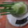 Gumos_edeskomeny_foeniculum_vulgare_var_dulce__20131130_1778041_2054_t