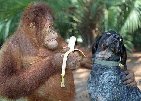 Nem szeretem a banánt